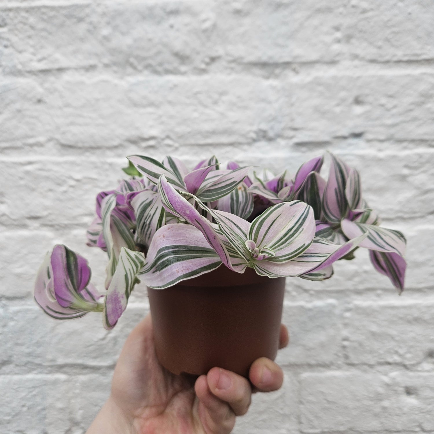 Tradescantia &