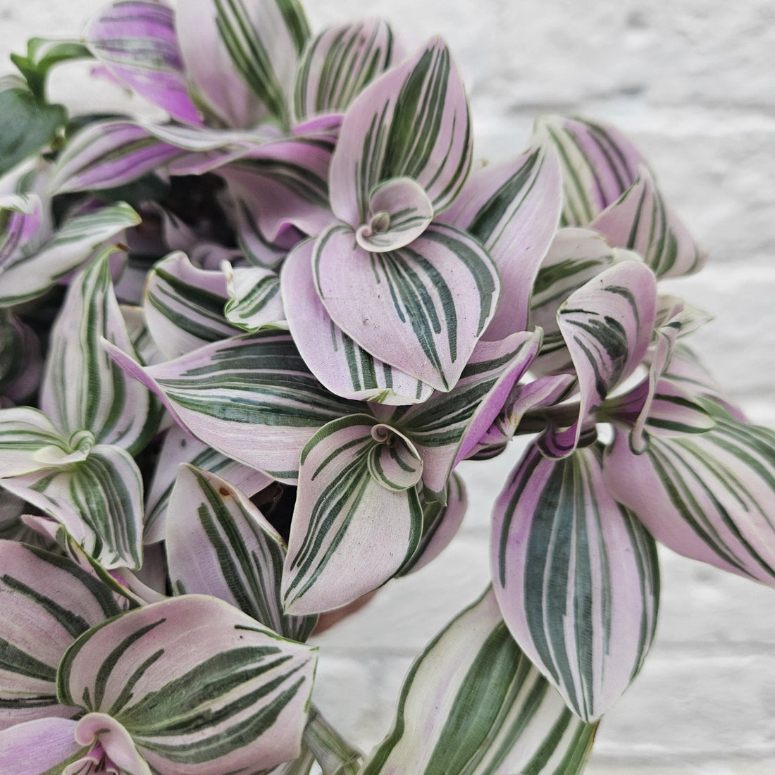 Tradescantia &