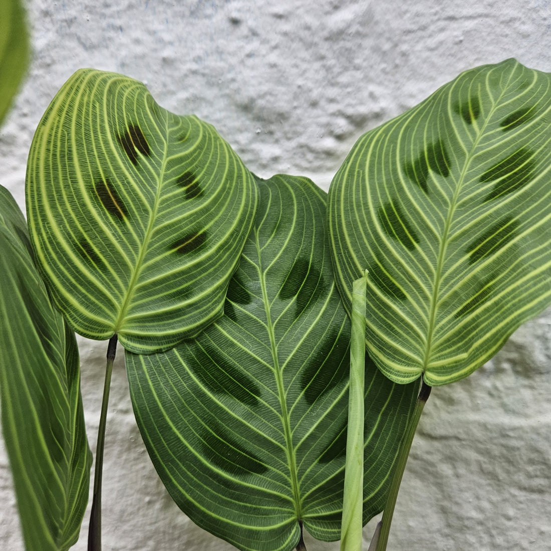 Maranta leuconeura kerchoveana &