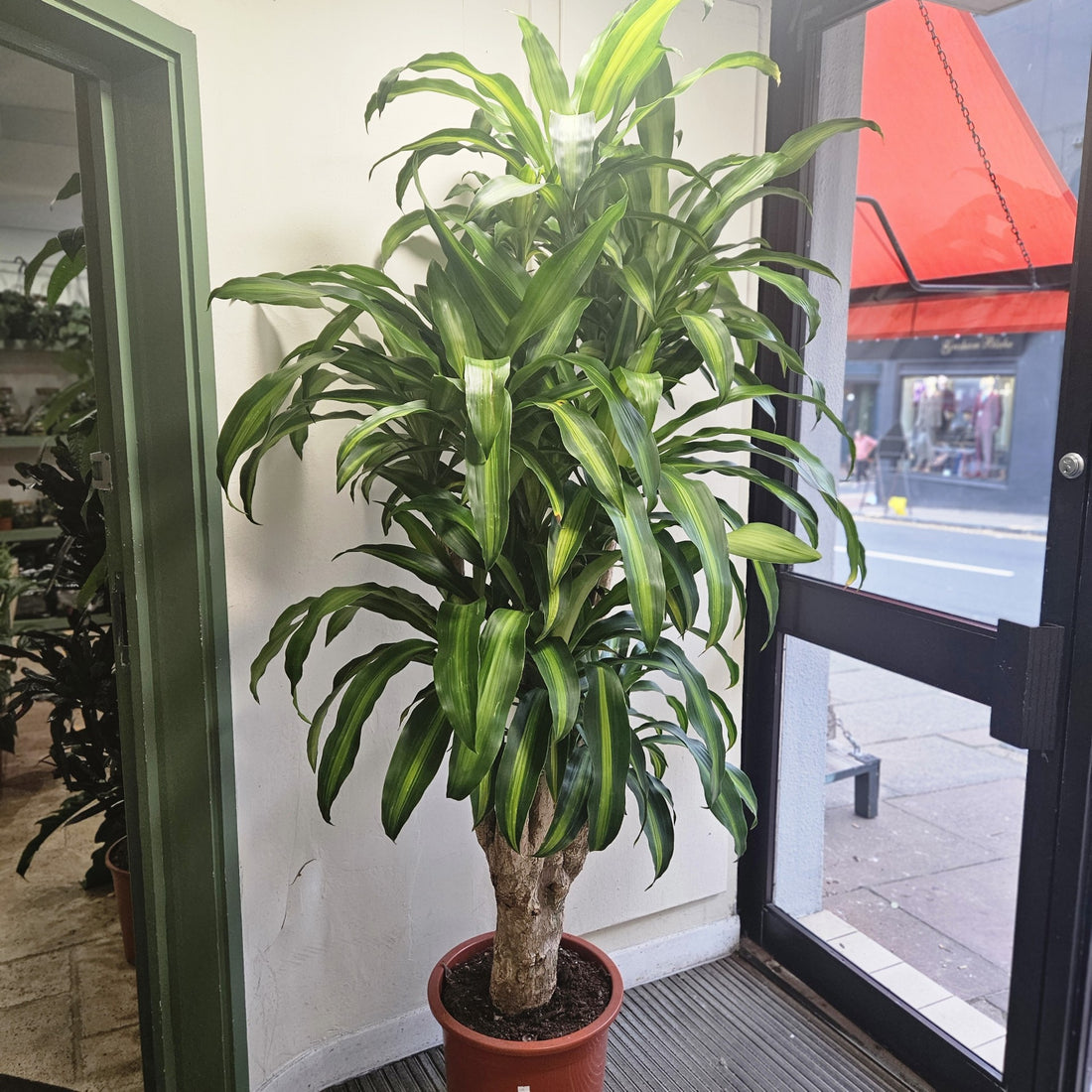 Dracaena fragrans &