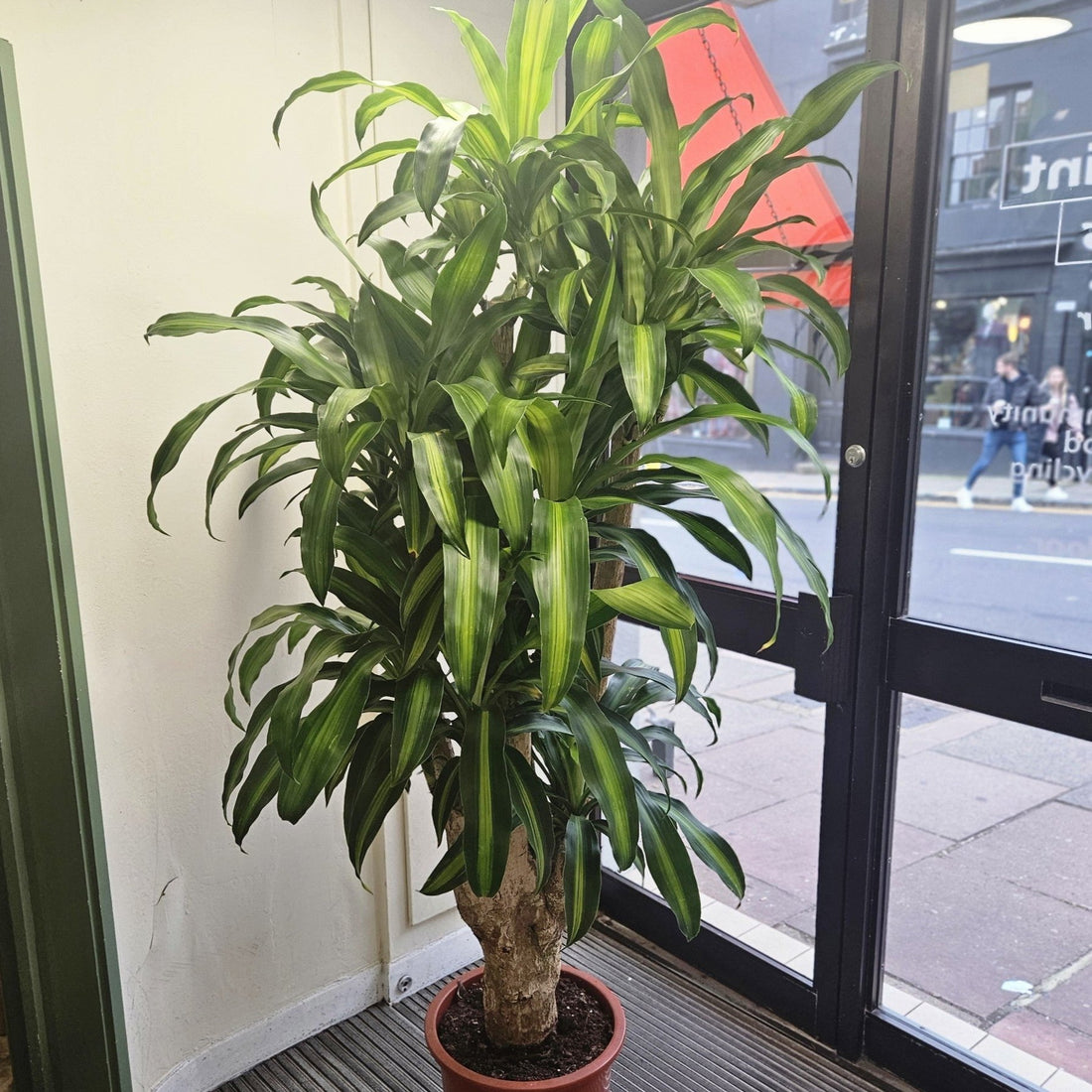 Dracaena fragrans &