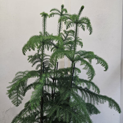 Araucaria heterophylla (Norfolk Island pine) Various sizes