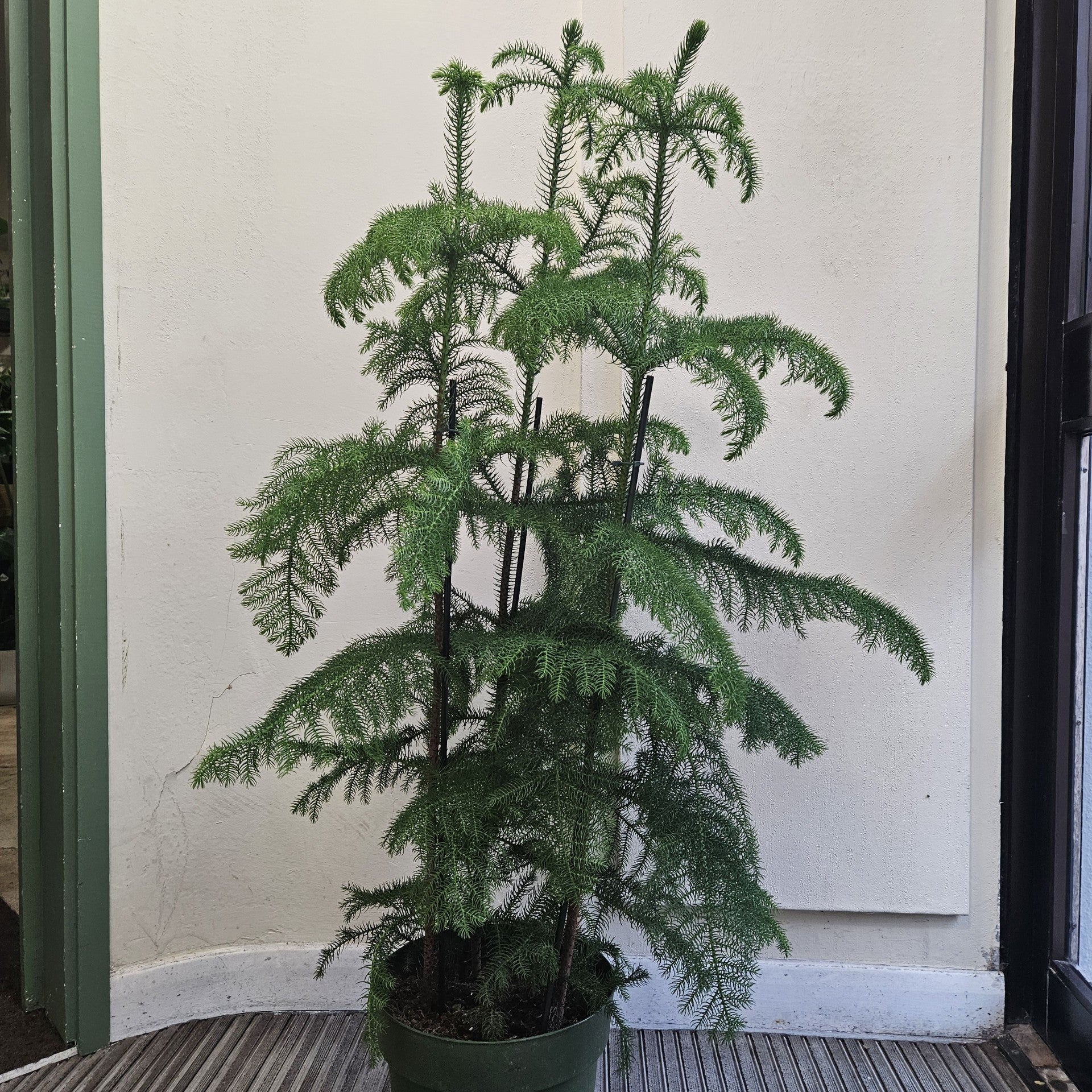 Araucaria heterophylla (Norfolk Island pine) Various sizes