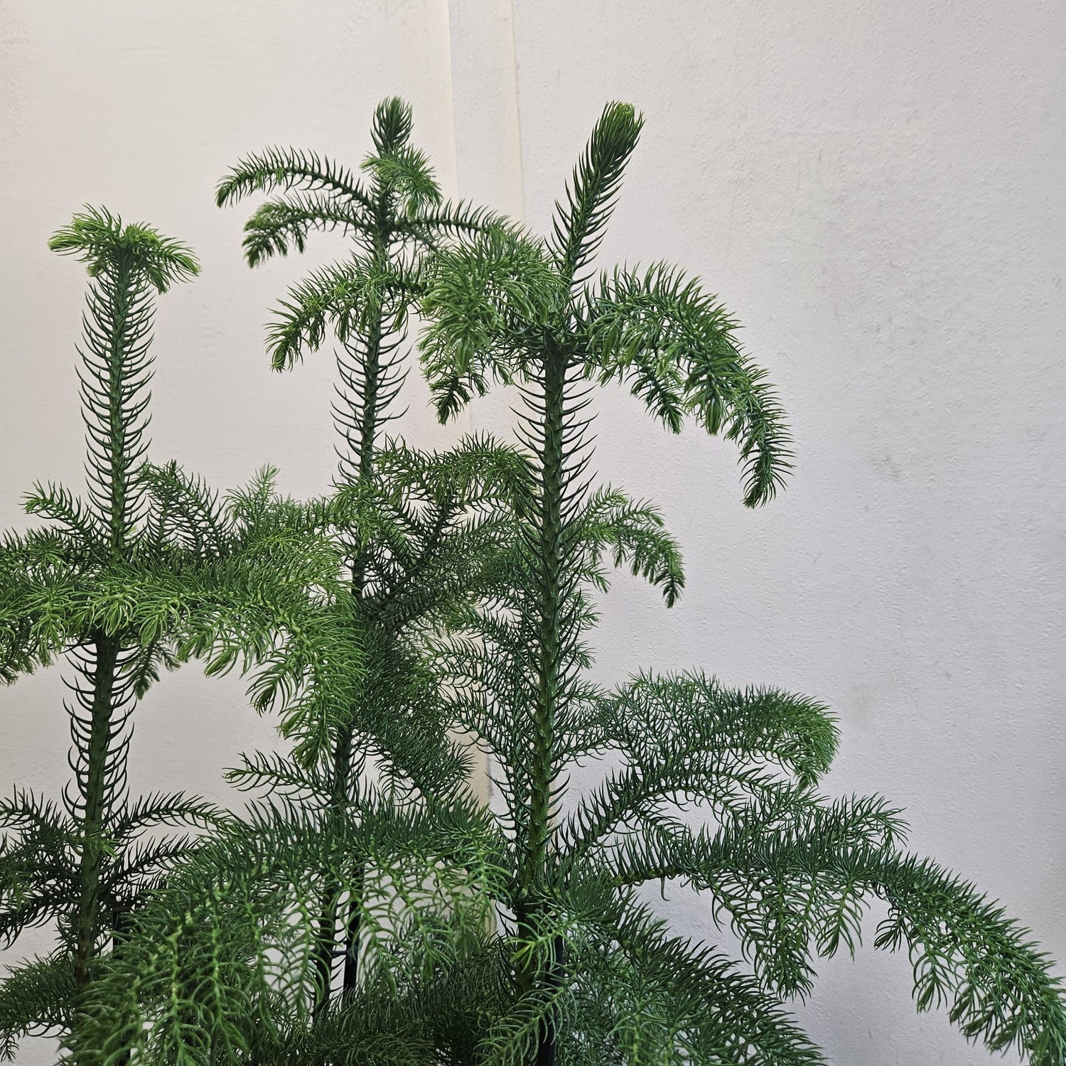 Araucaria heterophylla (Norfolk Island pine) Various sizes