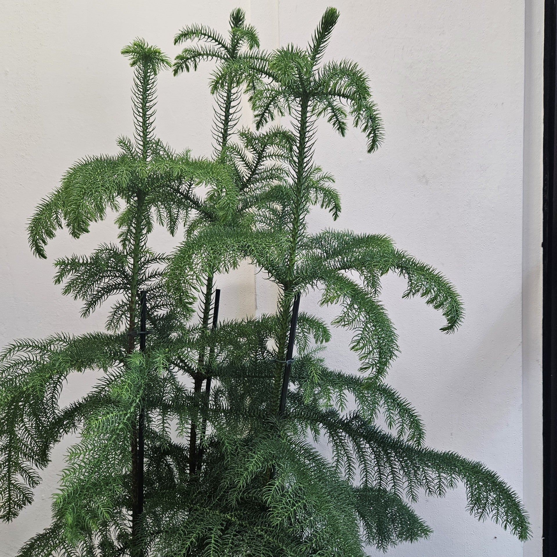 Araucaria heterophylla (Norfolk Island pine) Various sizes