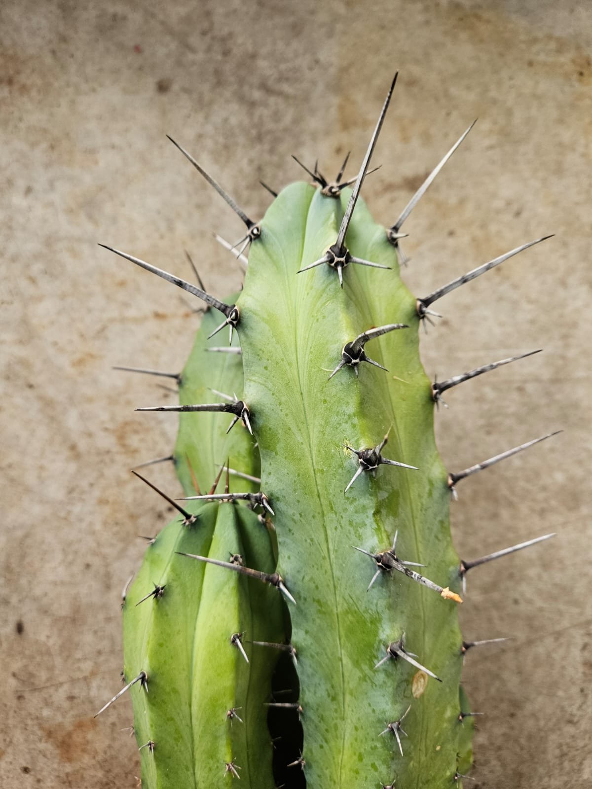 Myrtillocactus geometrisans (Bilberry cacti/Blue candle)