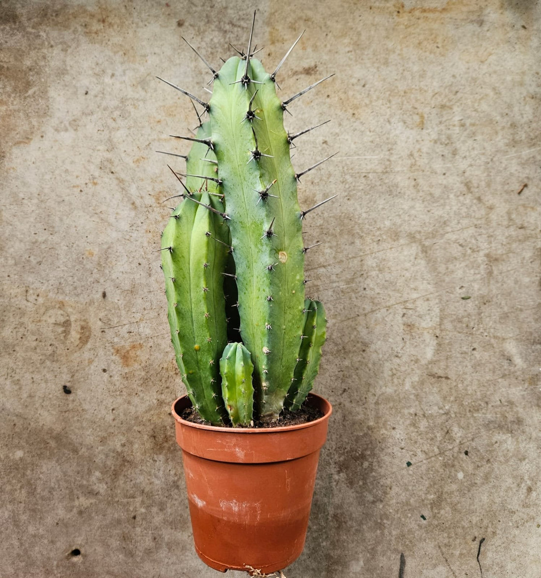 Myrtillocactus geometrisans (Bilberry cacti/Blue candle)