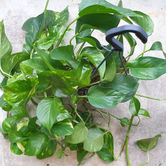 Epipremnum aureum (Golden Pothos/Devil's Ivy) Care Guide, Tips & FAQs ...