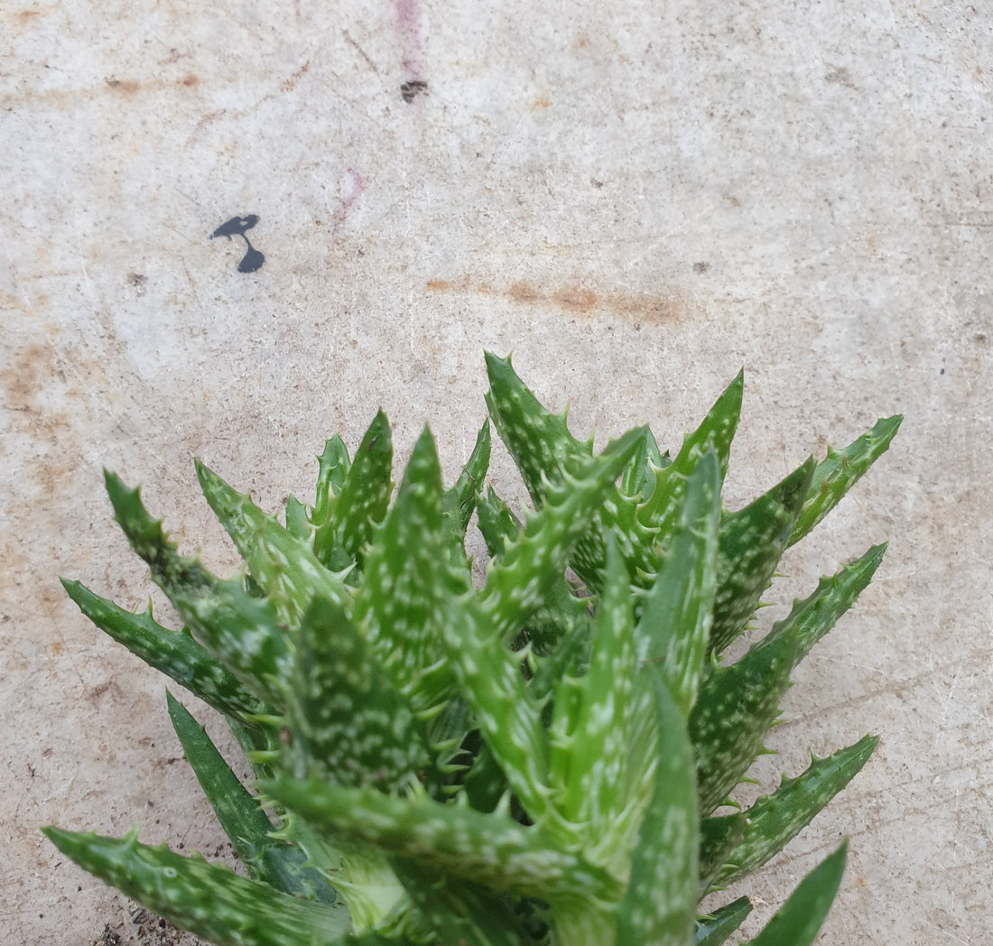 Aloe squarrosa (Tiger Tooth Aloe)