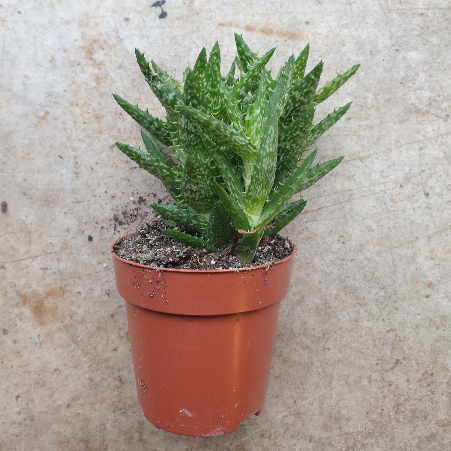 Aloe squarrosa (Tiger Tooth Aloe)