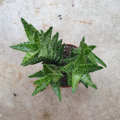 Aloe squarrosa (Tiger Tooth Aloe)