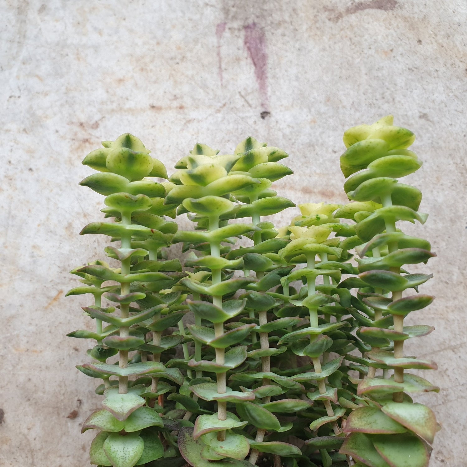 Crassula perforata &