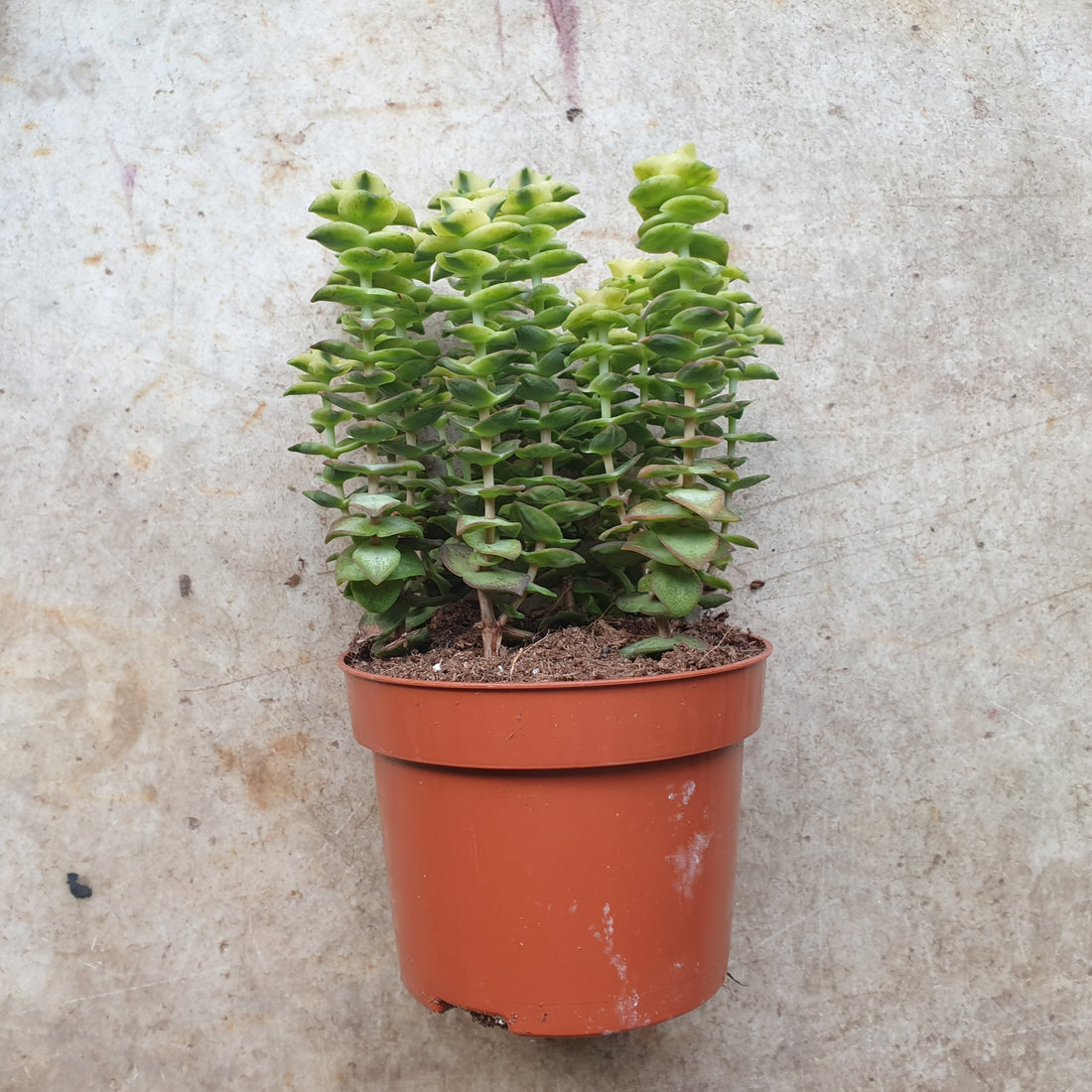 Crassula perforata &