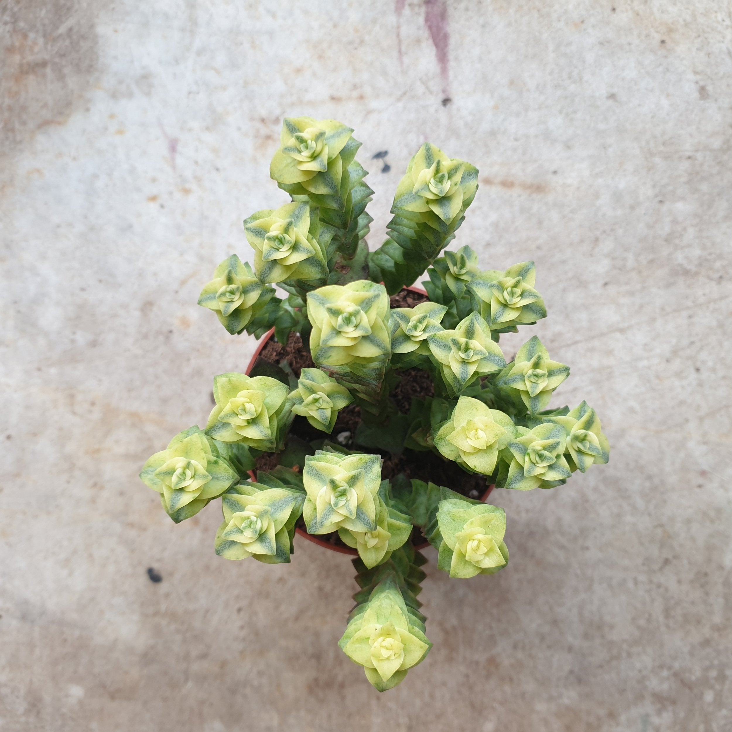 Crassula perforata &