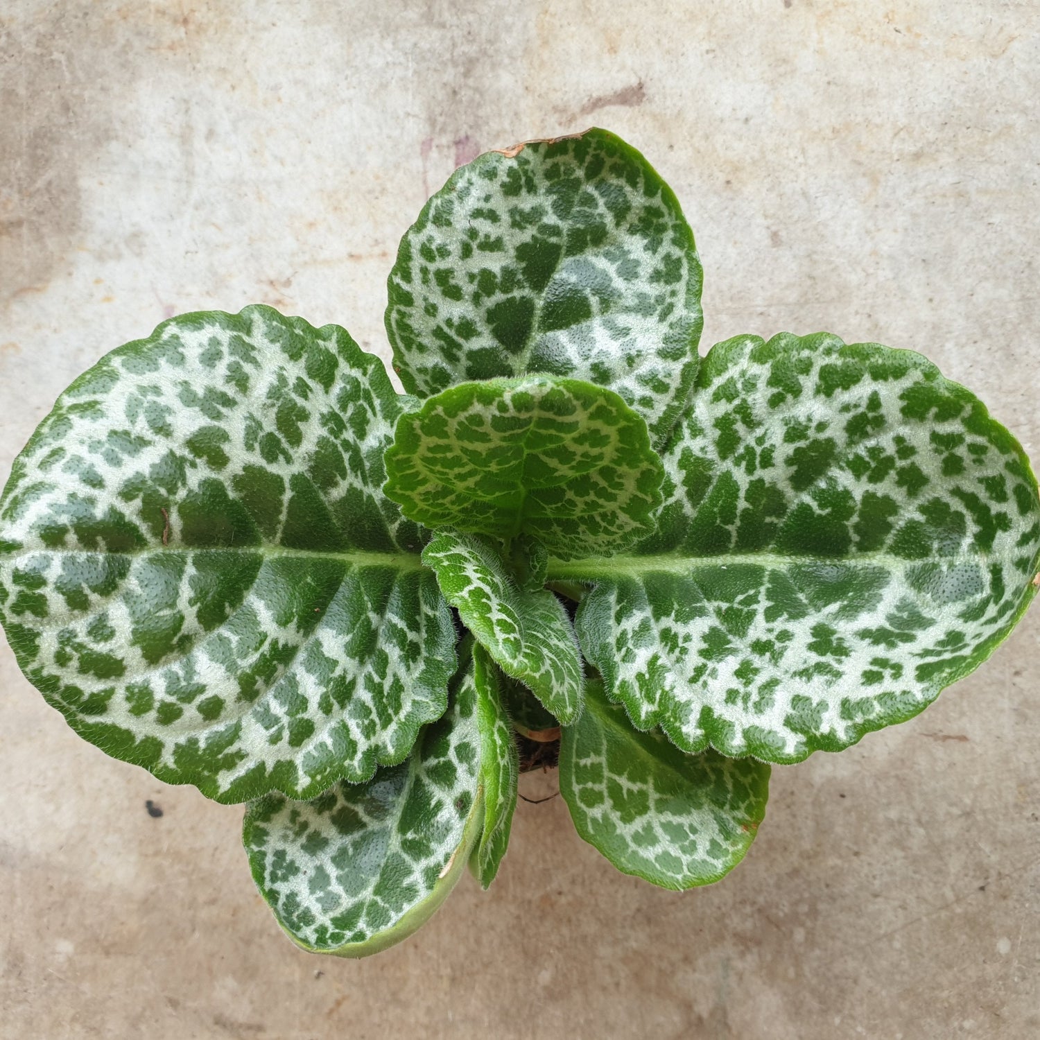 Primulina dryas syn. Streptocarpus &