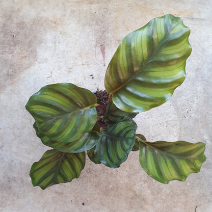 Goeppertia fasciata syn. Calathea fasciata (Prayer Plant)