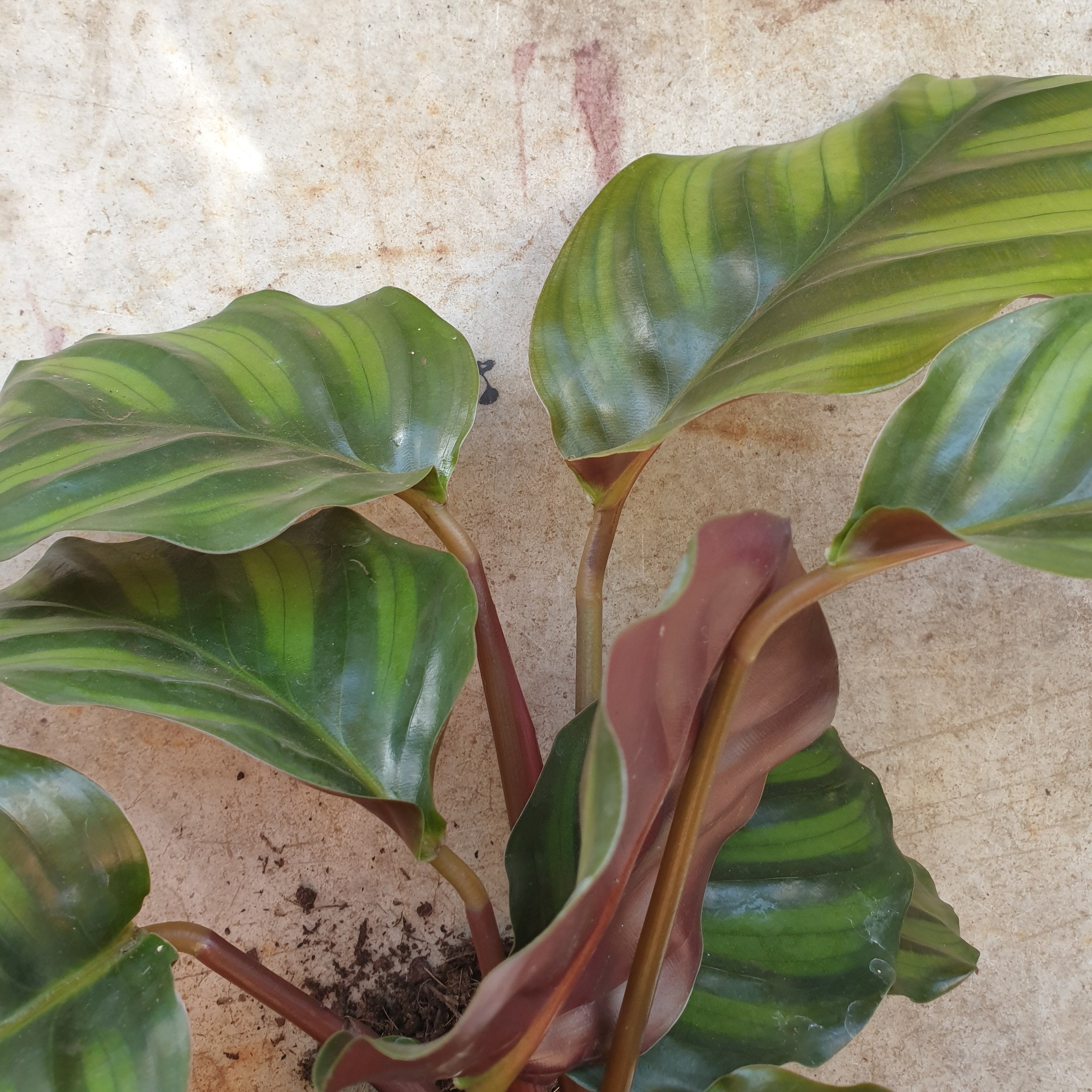 Goeppertia fasciata syn. Calathea fasciata (Prayer Plant)