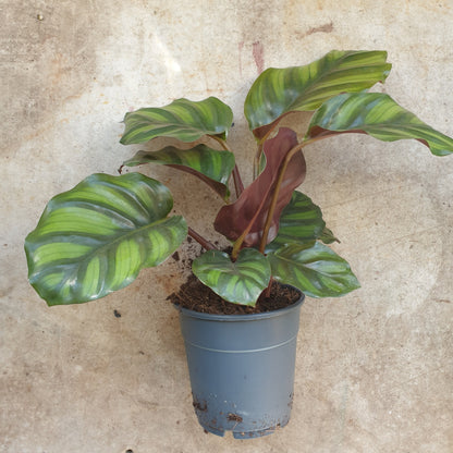 Goeppertia fasciata syn. Calathea fasciata (Prayer Plant)