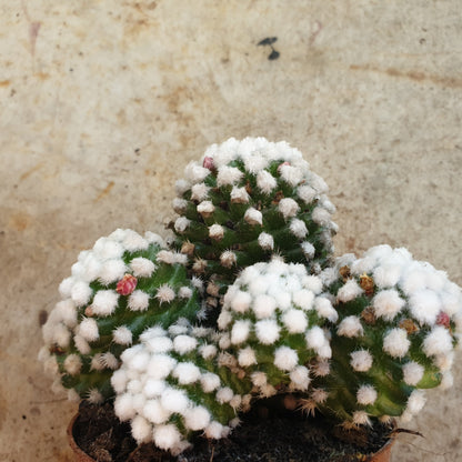 Mammillaria gracilis &