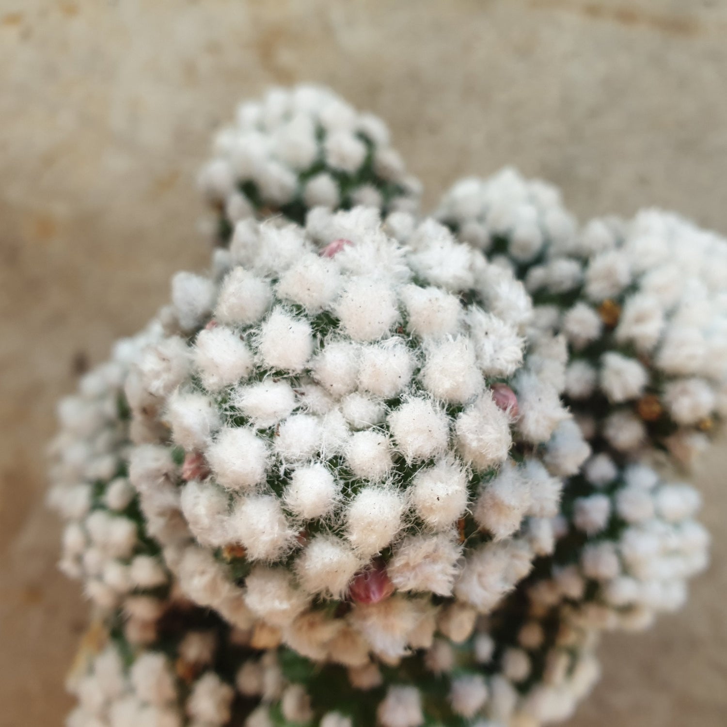 Mammillaria gracilis &