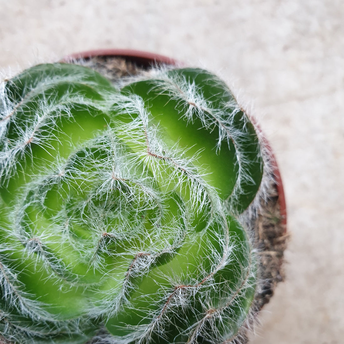 Crassula barbata (Bearded-leaved Cactus)