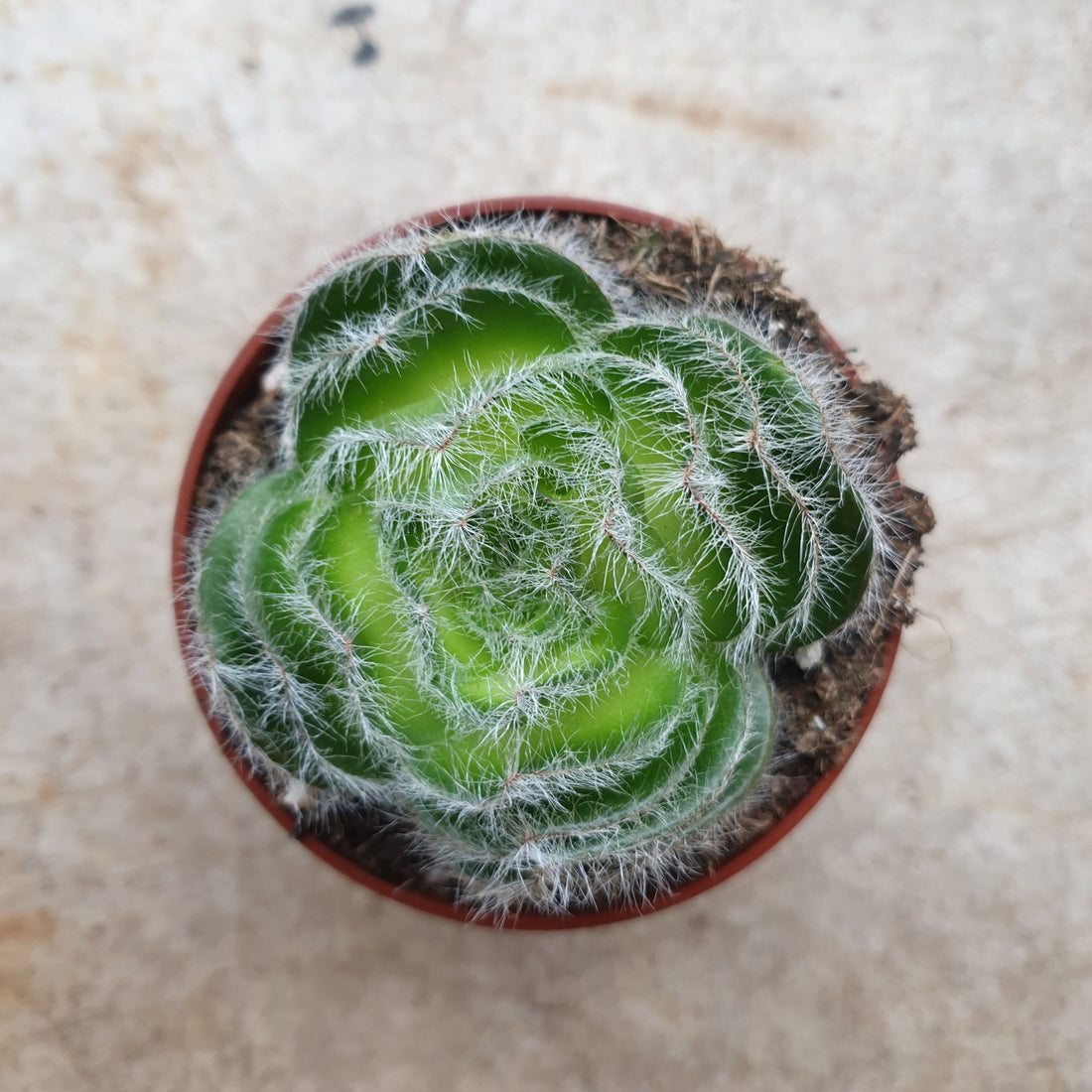 Crassula barbata (Bearded-leaved Cactus)