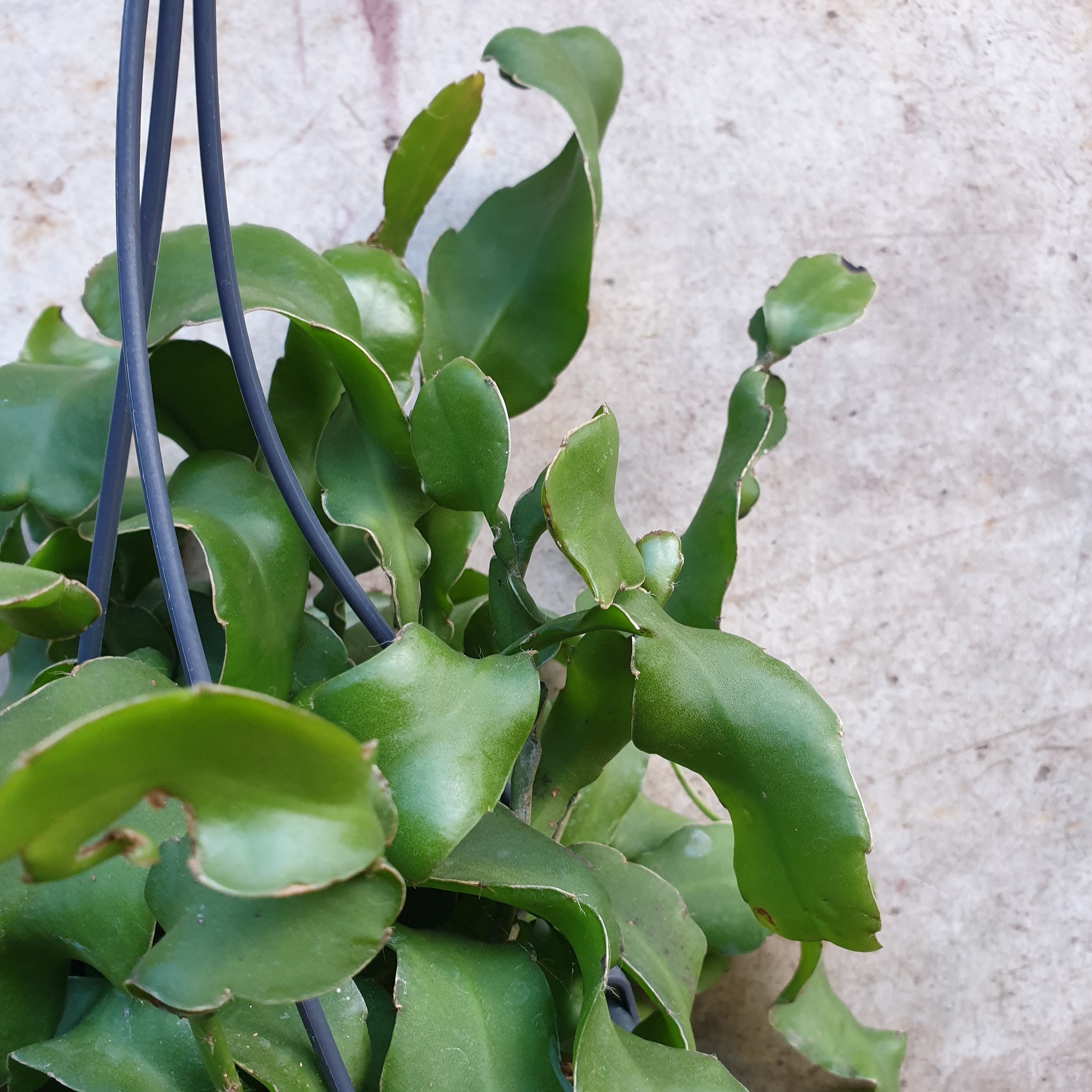 Epiphyllum gautem var. monstrosa (Curly locks orchid cactus) in hanging pot