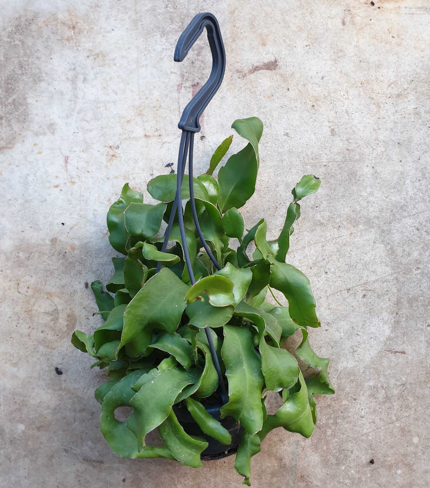 Epiphyllum gautem var. monstrosa (Curly locks orchid cactus) in hanging pot