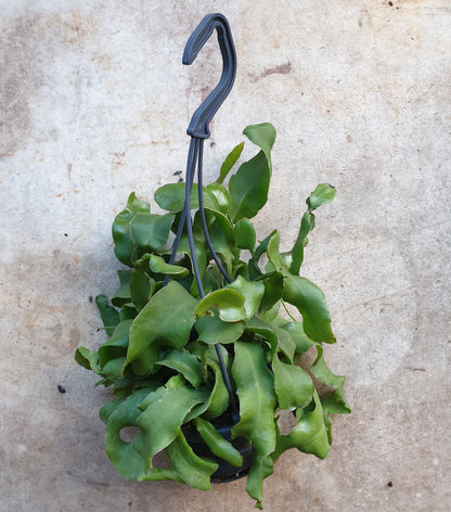 Epiphyllum gautem var. monstrosa (Curly locks orchid cactus) in hanging pot