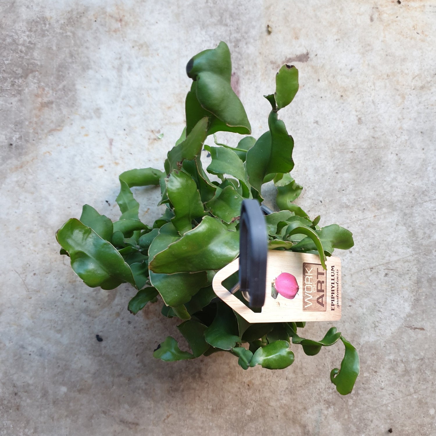 Epiphyllum gautem var. monstrosa (Curly locks orchid cactus) in hanging pot