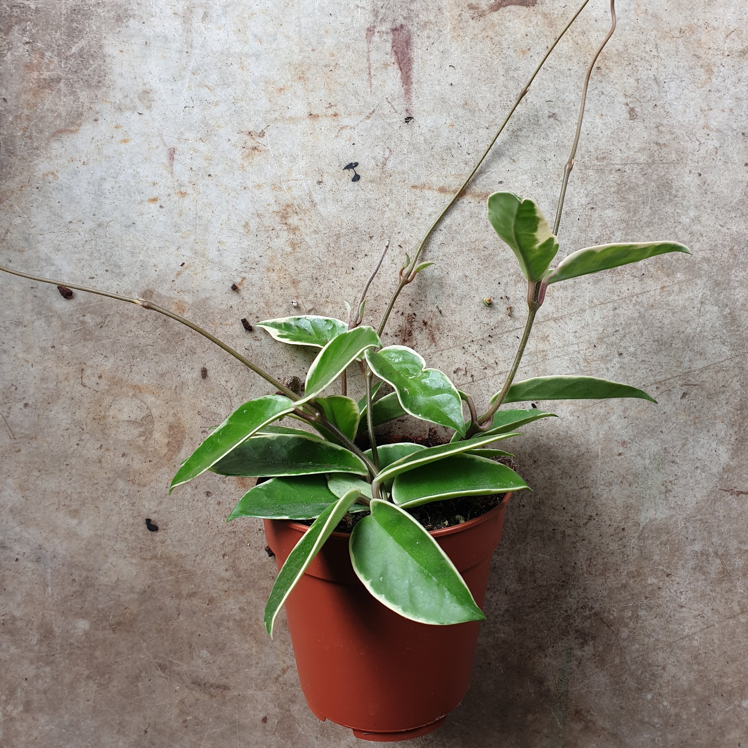 Hoya carnosa albomarginata (Waxflower)