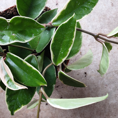 Hoya carnosa albomarginata (Waxflower)