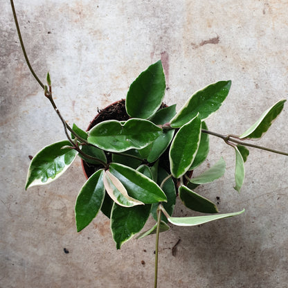 Hoya carnosa albomarginata (Waxflower)