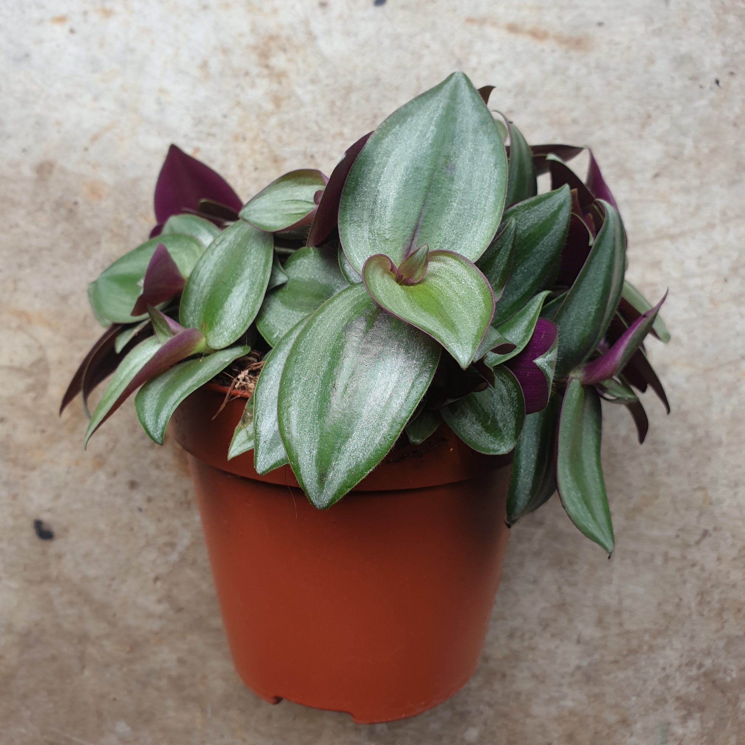 Tradescantia zebrina &