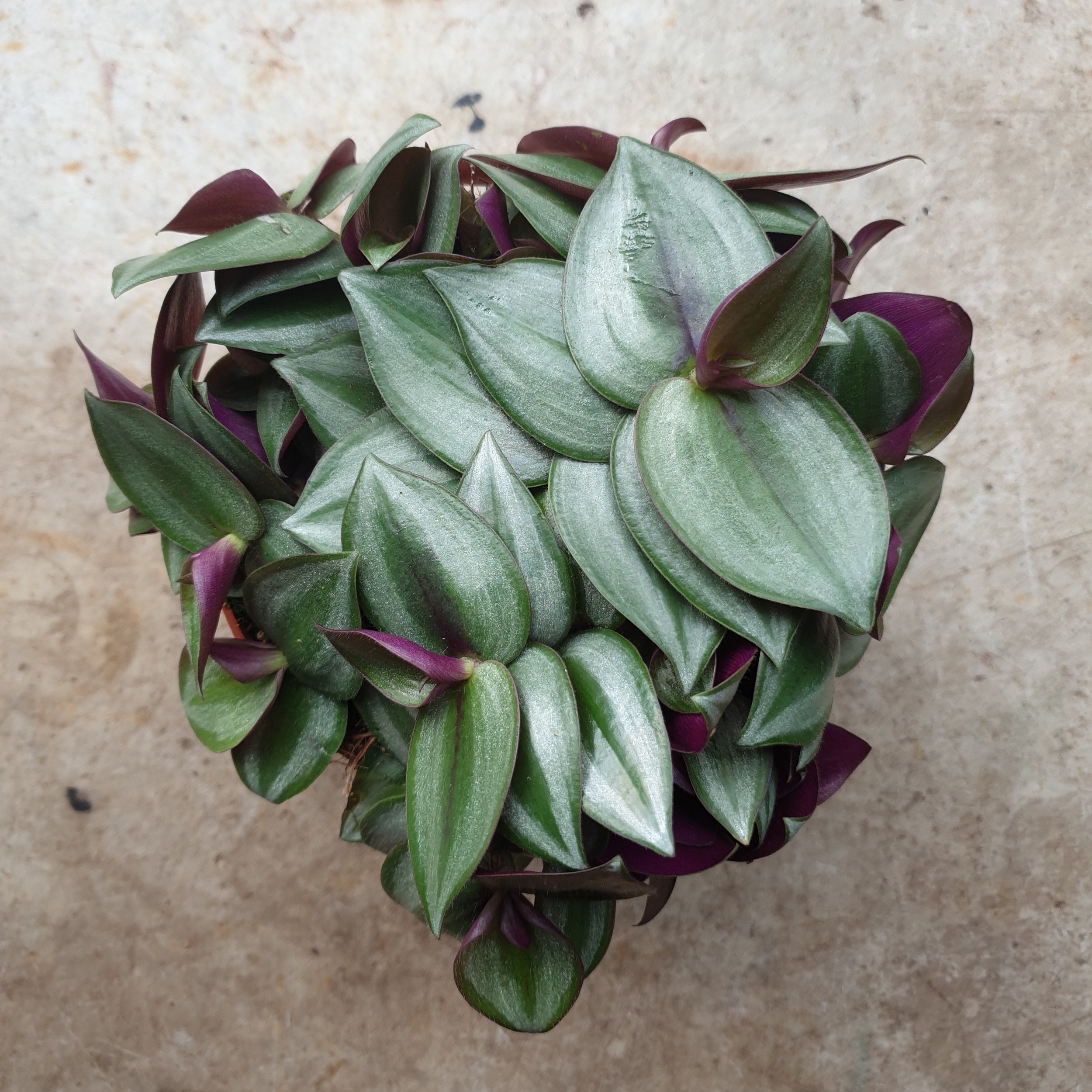 Tradescantia zebrina &