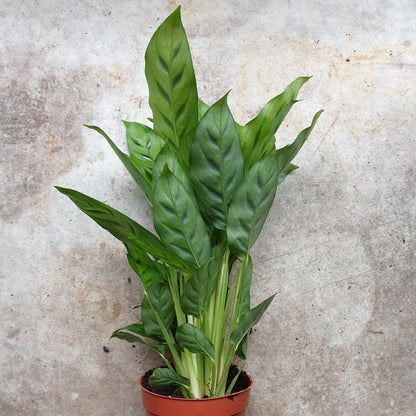 Goeppertia concinna syn. Calathea leopardina (Prayer Plant)