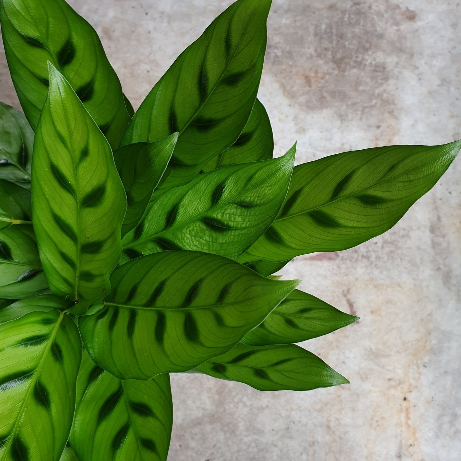 Goeppertia concinna syn. Calathea leopardina (Prayer Plant)