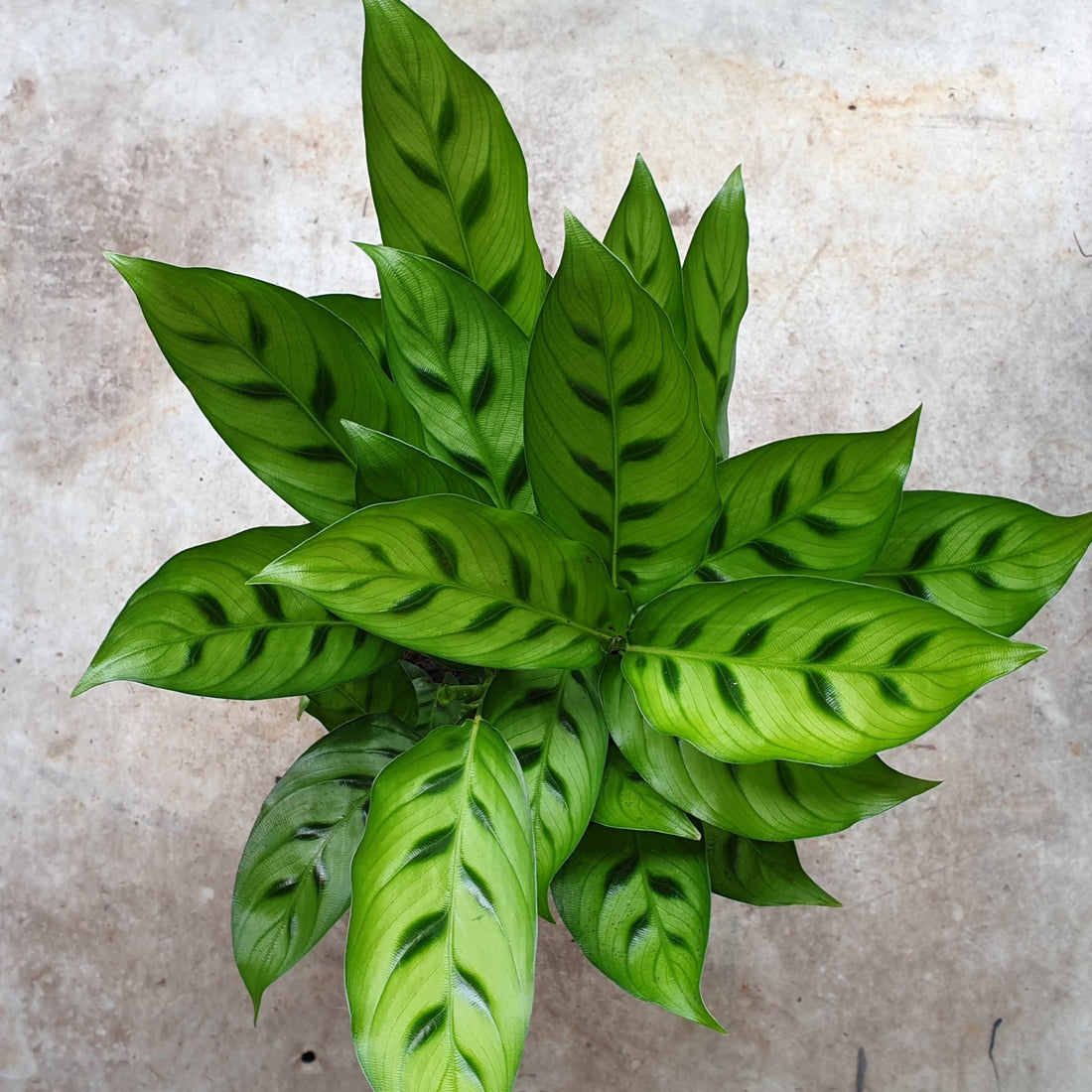 Goeppertia concinna syn. Calathea leopardina (Prayer Plant)