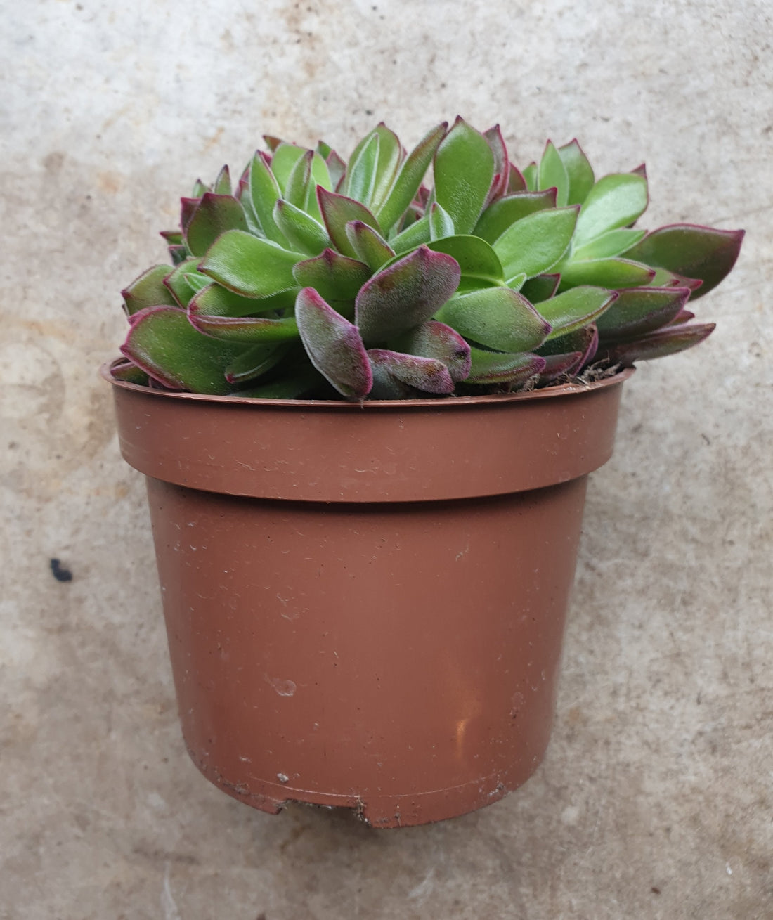 Echeveria pulvinata &