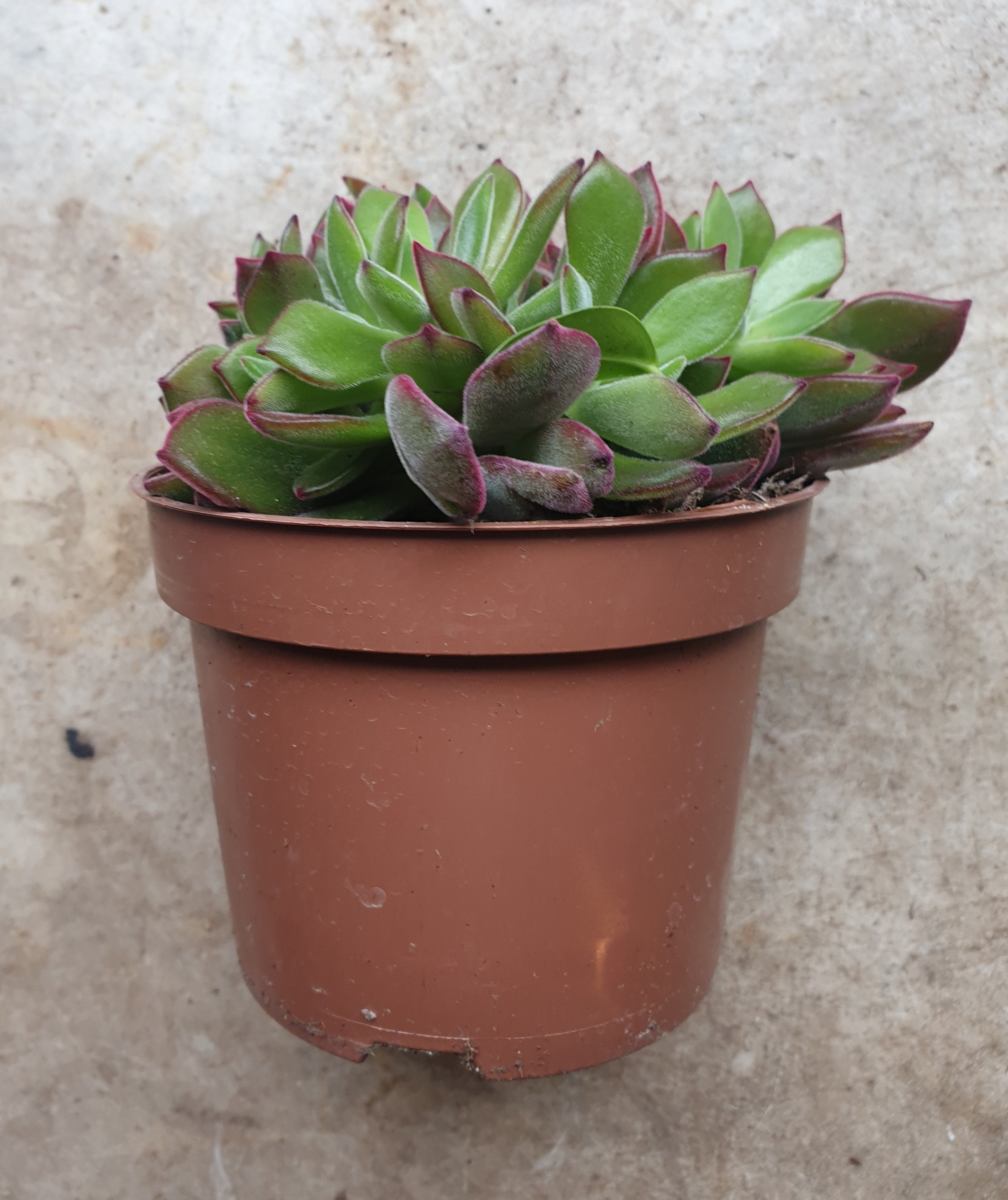 Echeveria pulvinata &