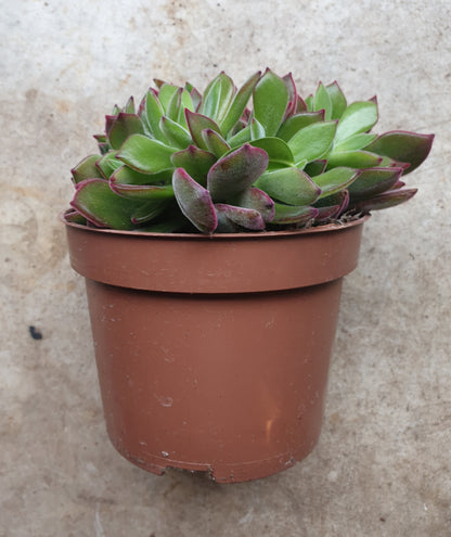 Echeveria pulvinata &