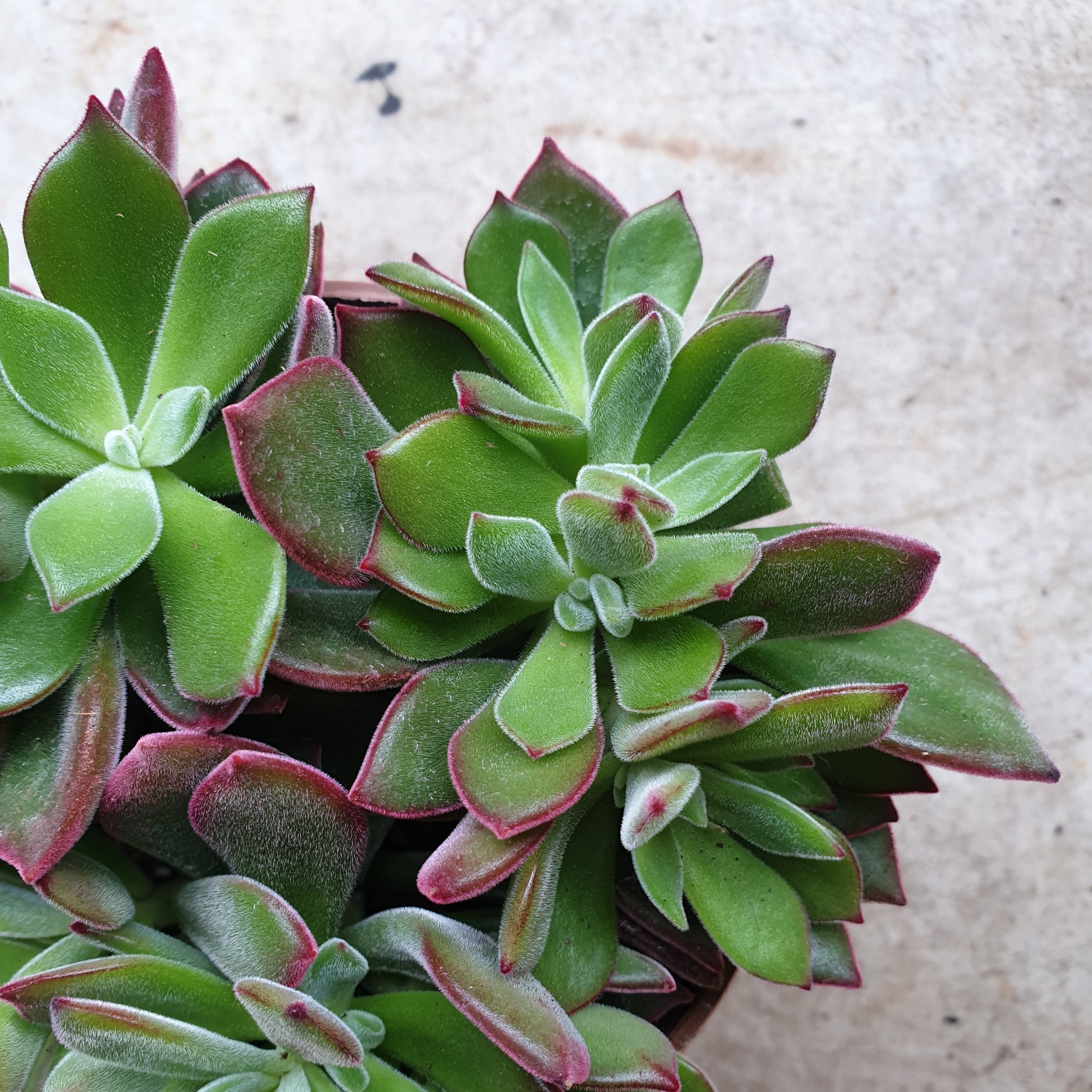 Echeveria pulvinata &