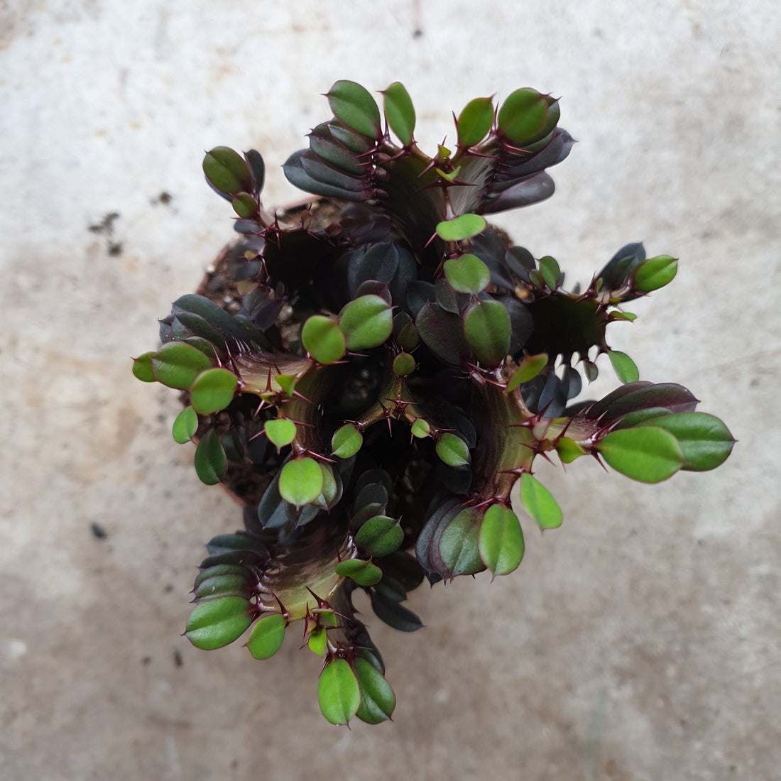 Euphorbia trigona &