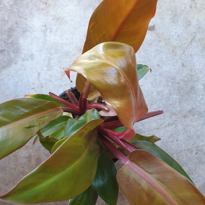 Philodendron erubescens &