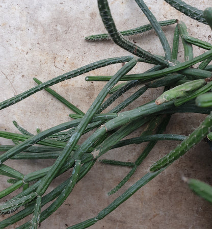 Rhipsalis pilocarpa &