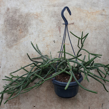 Rhipsalis pilocarpa &