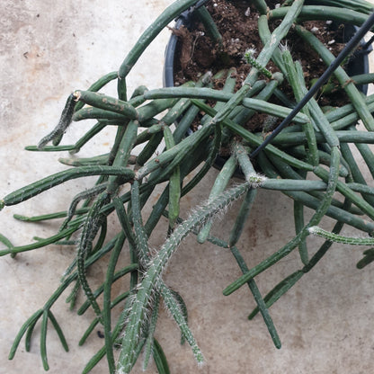 Rhipsalis pilocarpa &