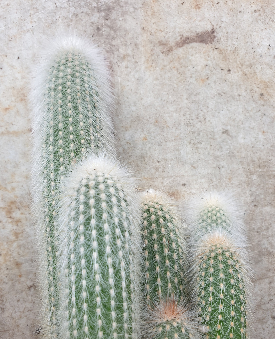 Cleistocactus strausii (Wooly torch/ Silver torch cactus)