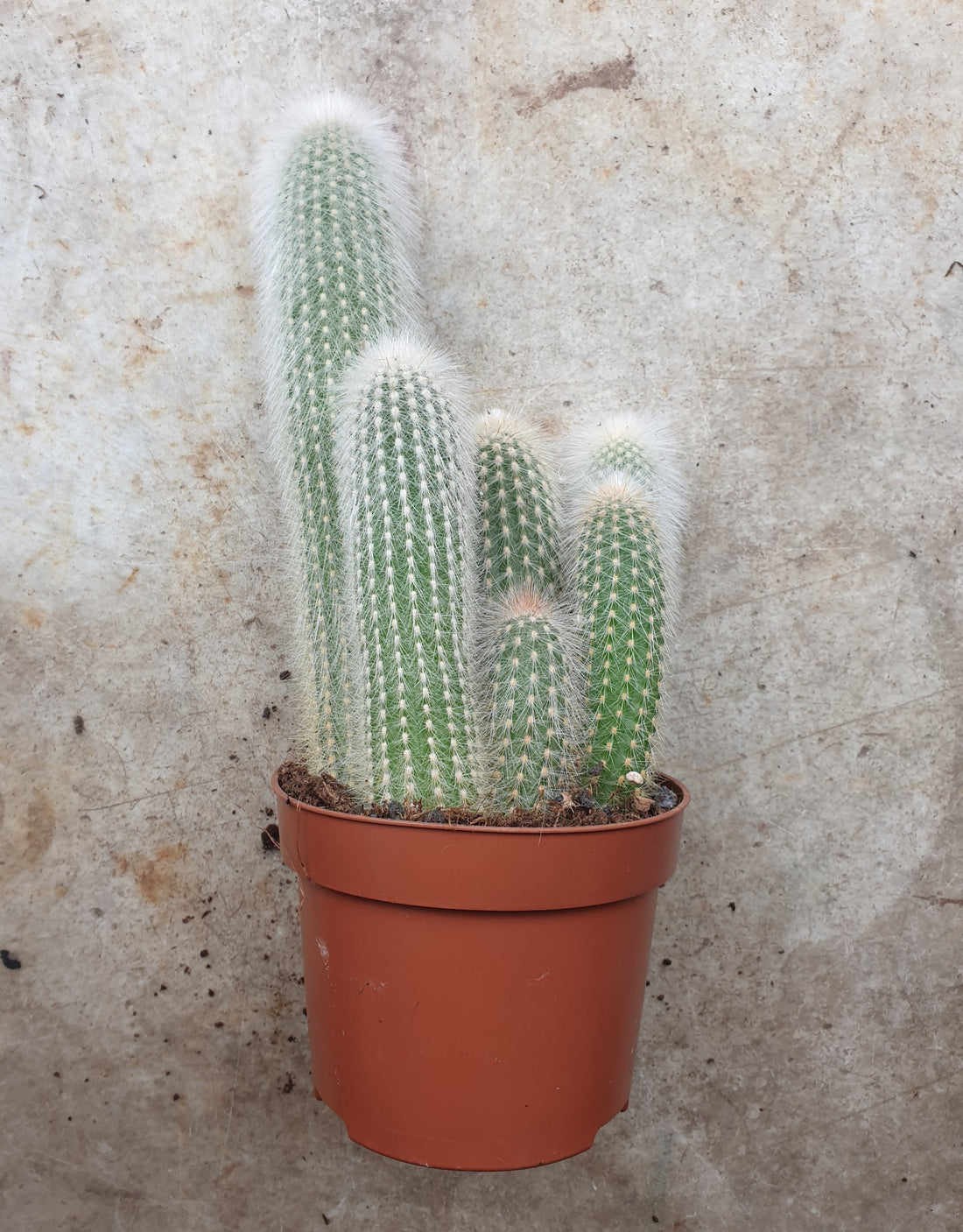 Cleistocactus strausii (Wooly torch/ Silver torch cactus)