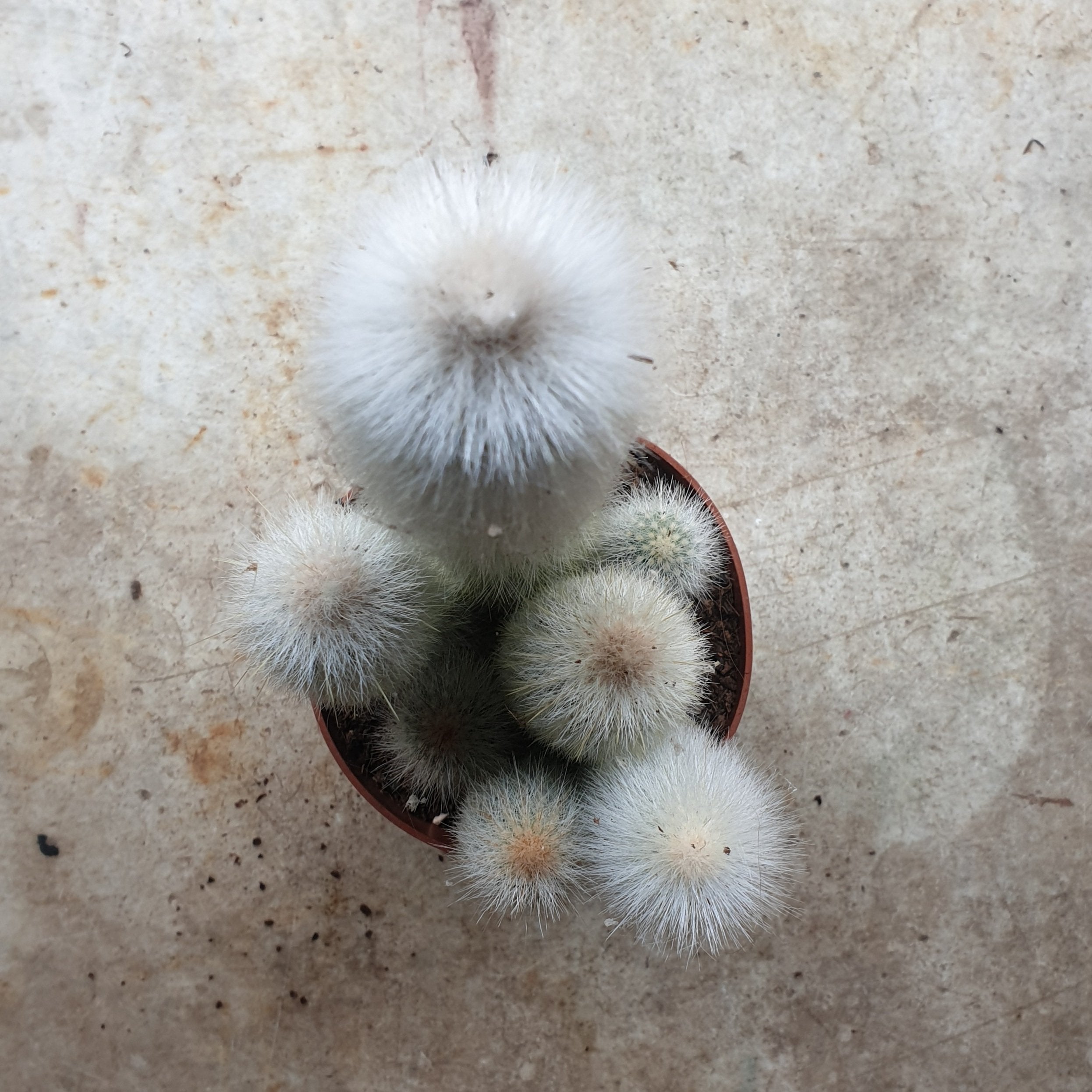 Cleistocactus strausii (Wooly torch/ Silver torch cactus)
